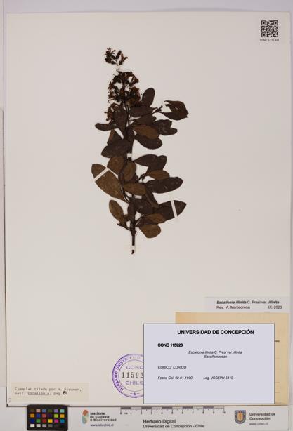 Escallonia illinita [Espécimen: UDEC:CONC:0115923]