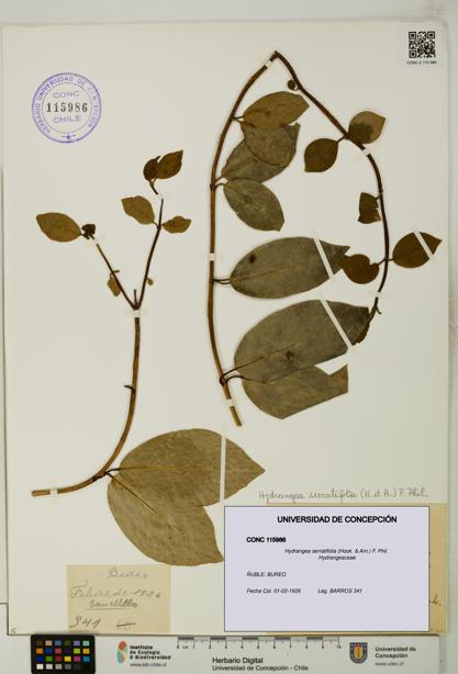 Hydrangea serratifolia [Espécimen: UDEC:CONC:0115986]
