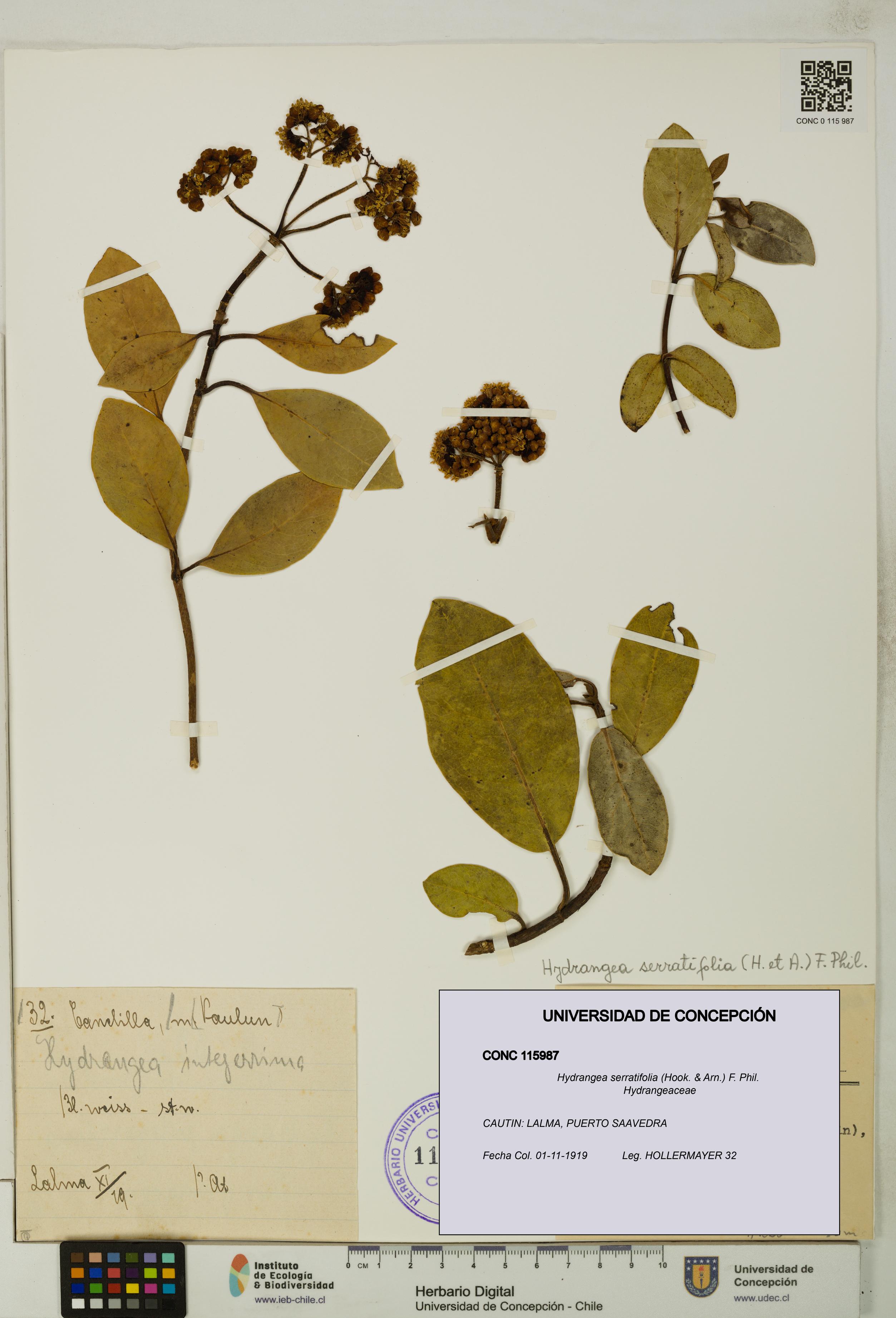 Hydrangea serratifolia [Espécimen: UDEC:CONC:0115987]
