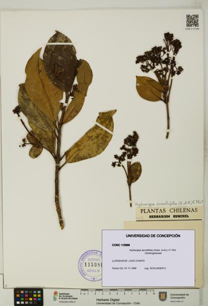 Hydrangea serratifolia [Espécimen: UDEC:CONC:0115989]