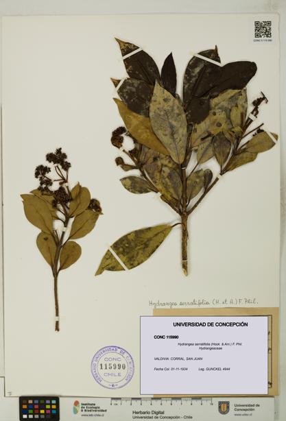 Hydrangea serratifolia [Espécimen: UDEC:CONC:0115990]
