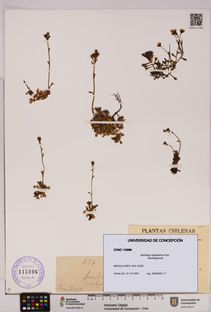 Saxifraga magellanica [Espécimen: UDEC:CONC:0115996]