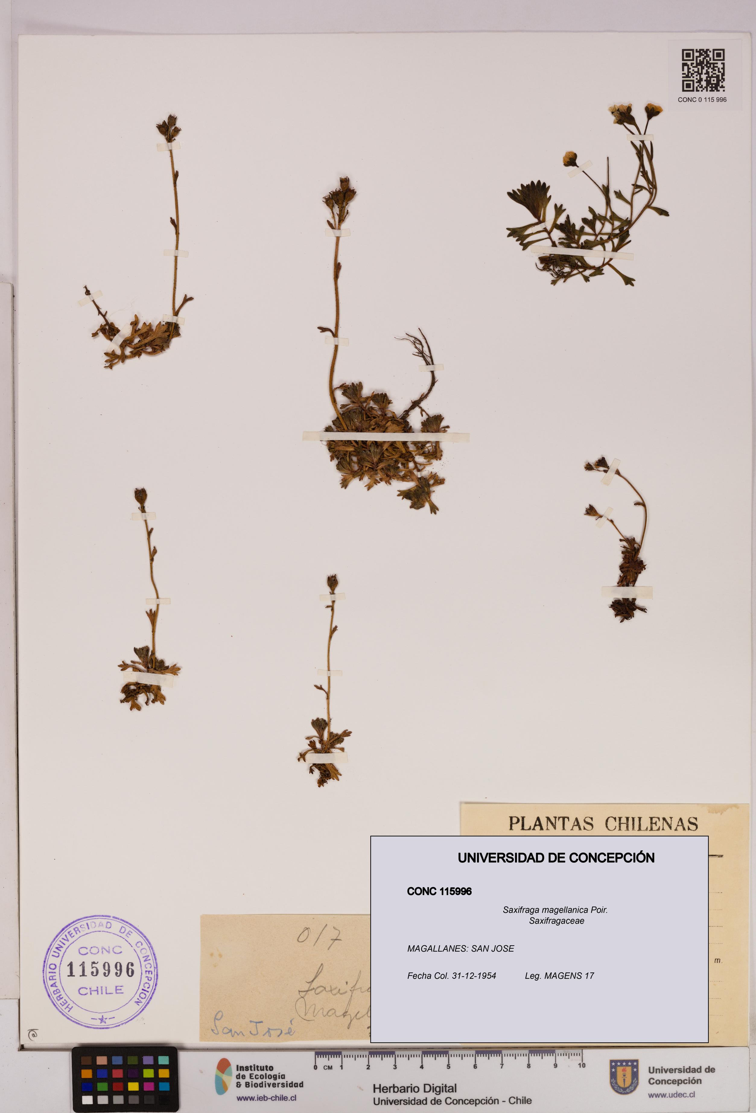 Saxifraga magellanica [Espécimen: UDEC:CONC:0115996]