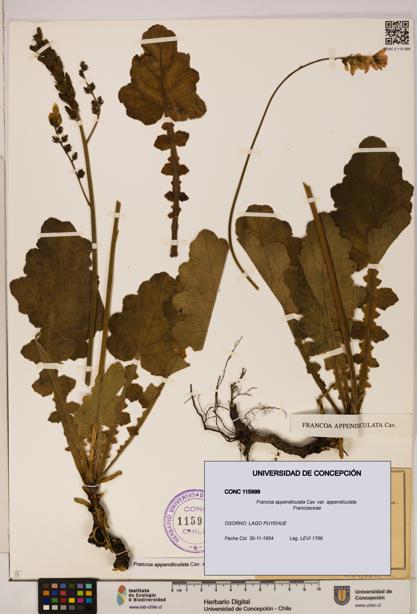 Francoa appendiculata [Espécimen: ]