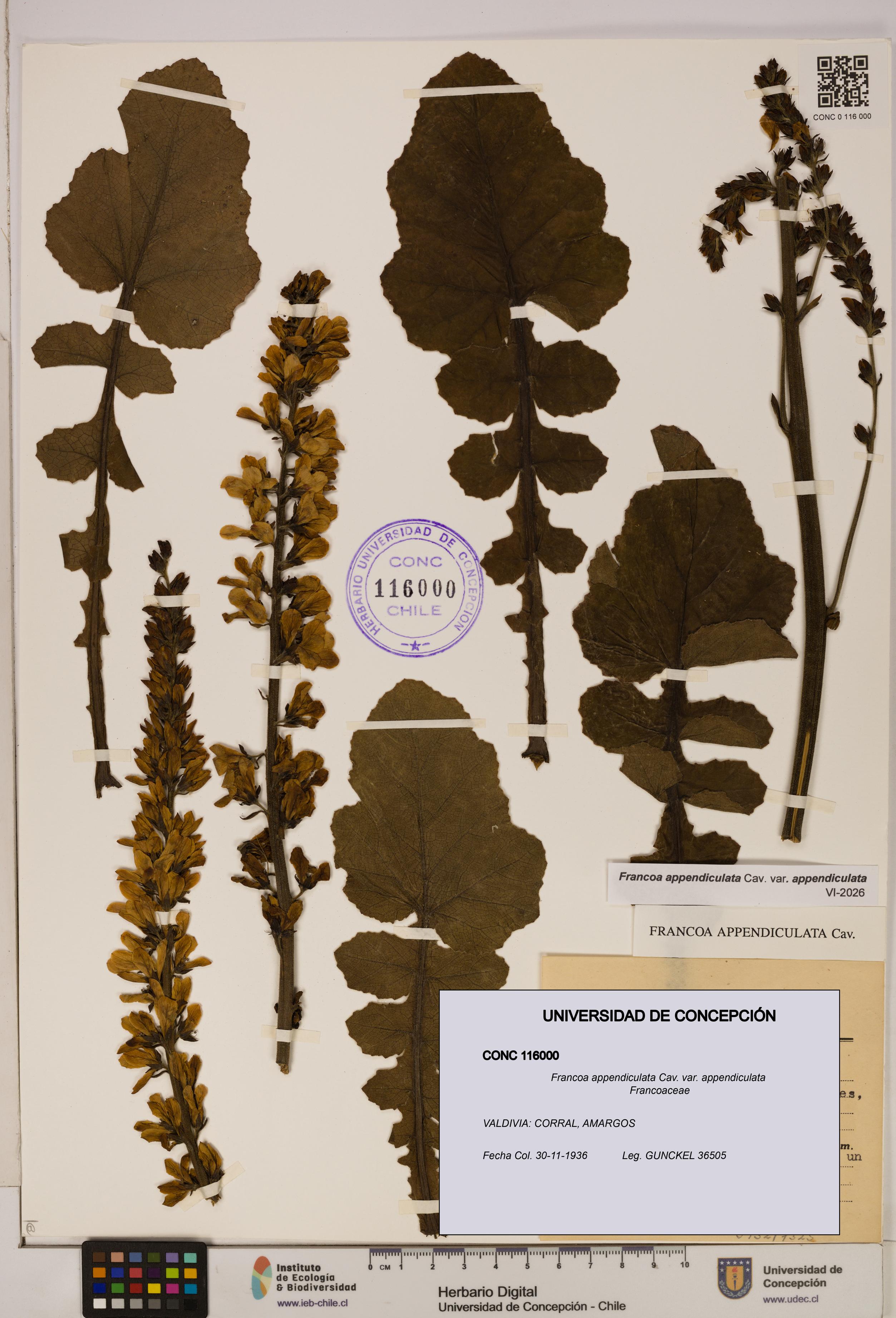 Francoa appendiculata [Espécimen: ]