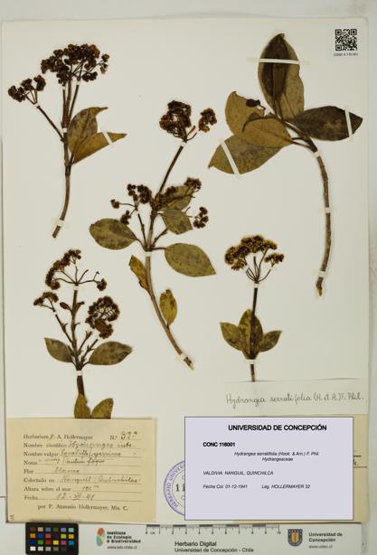 Hydrangea serratifolia [Espécimen: UDEC:CONC:0116001]