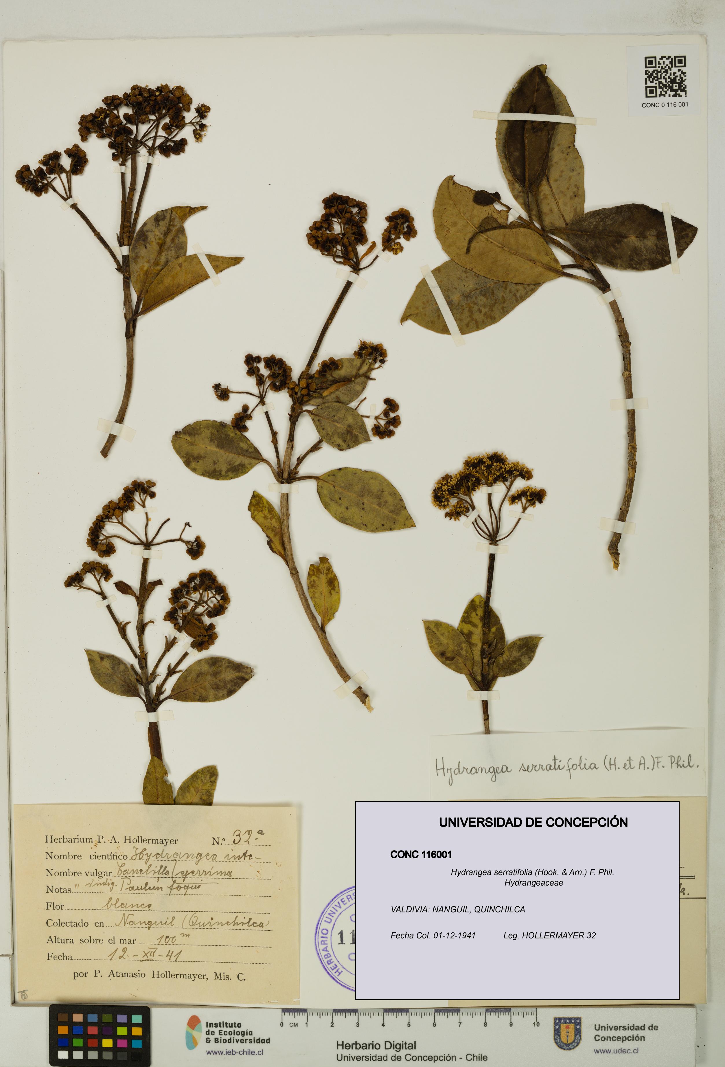 Hydrangea serratifolia [Espécimen: UDEC:CONC:0116001]