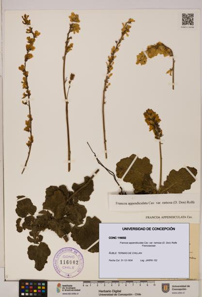Francoa appendiculata [Espécimen: ]