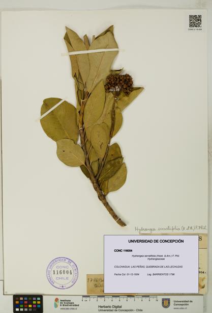 Hydrangea serratifolia [Espécimen: UDEC:CONC:0116004]
