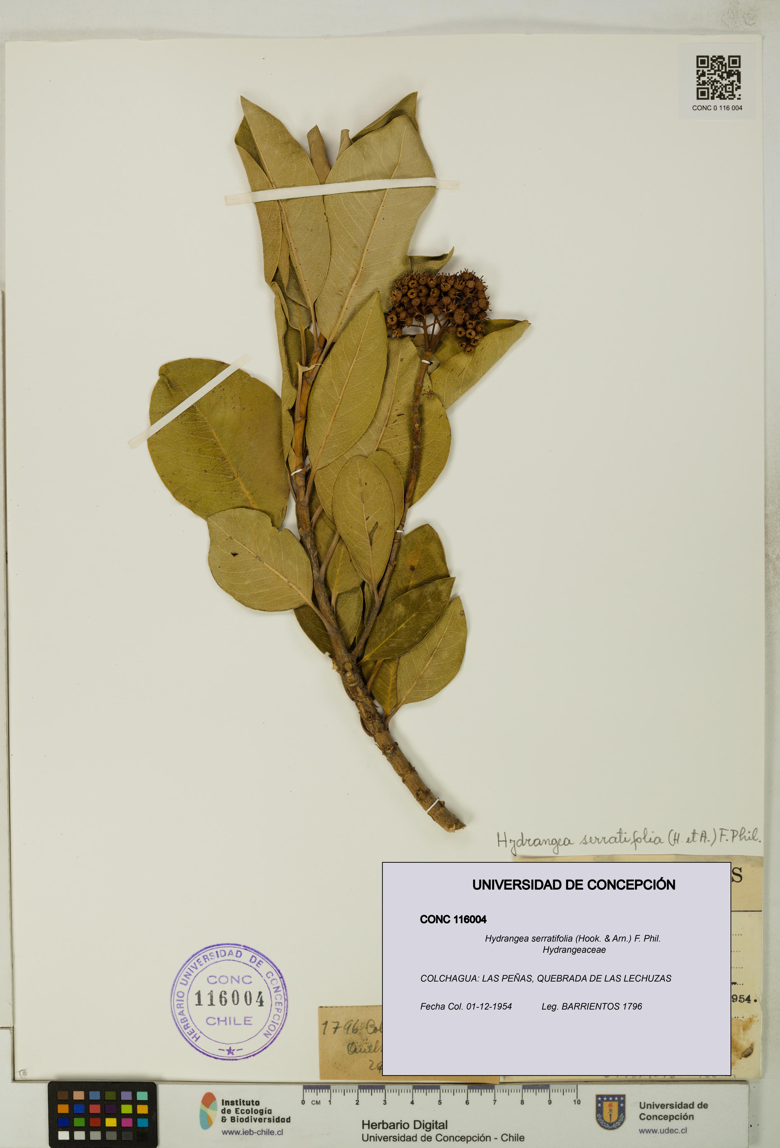 Hydrangea serratifolia [Espécimen: UDEC:CONC:0116004]