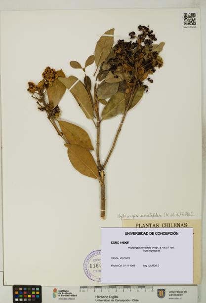 Hydrangea serratifolia [Espécimen: UDEC:CONC:0116005]