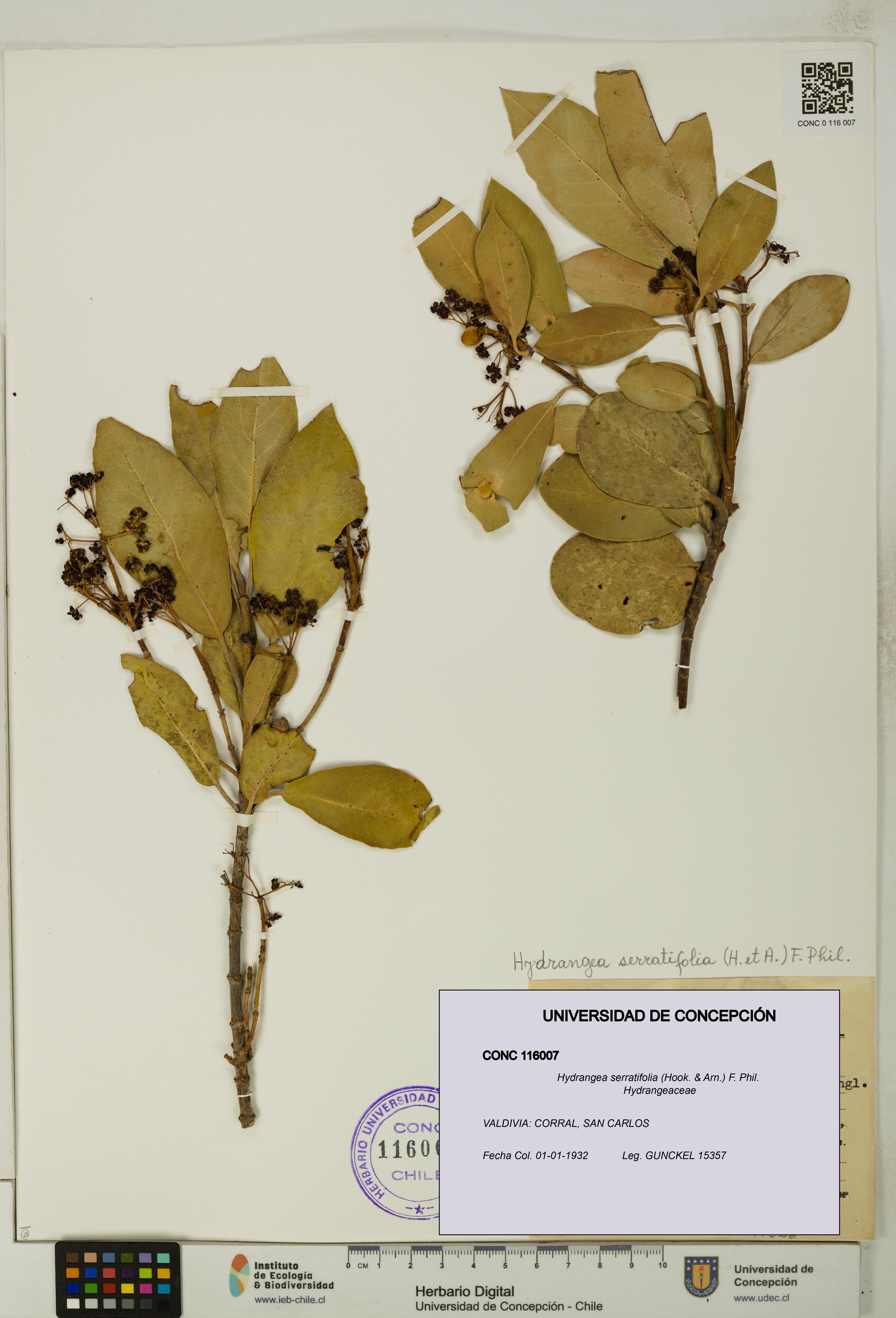 Hydrangea serratifolia [Espécimen: UDEC:CONC:0116007]