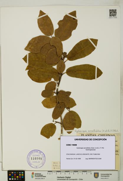 Hydrangea serratifolia [Espécimen: UDEC:CONC:0116008]
