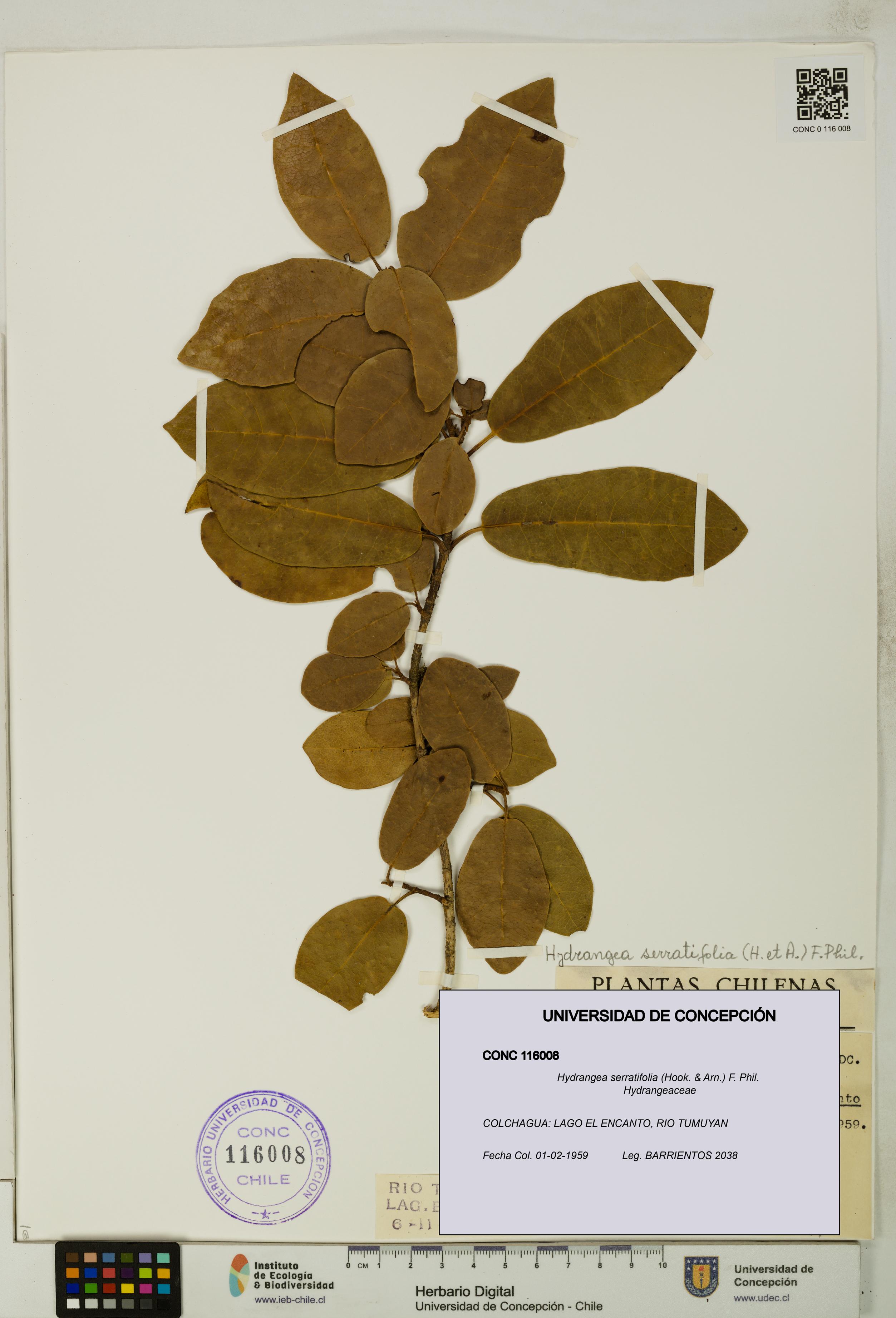 Hydrangea serratifolia [Espécimen: UDEC:CONC:0116008]