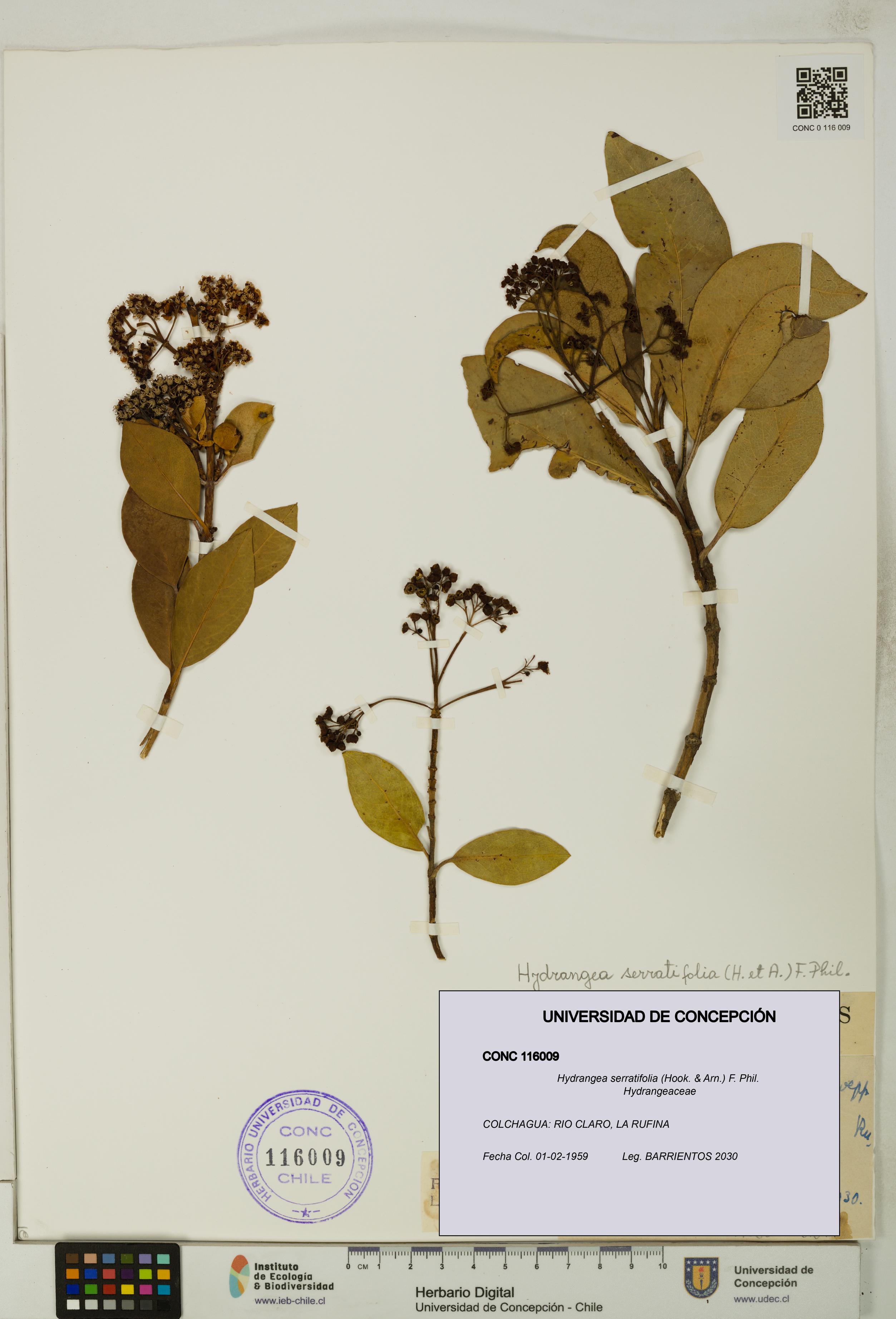 Hydrangea serratifolia [Espécimen: UDEC:CONC:0116009]