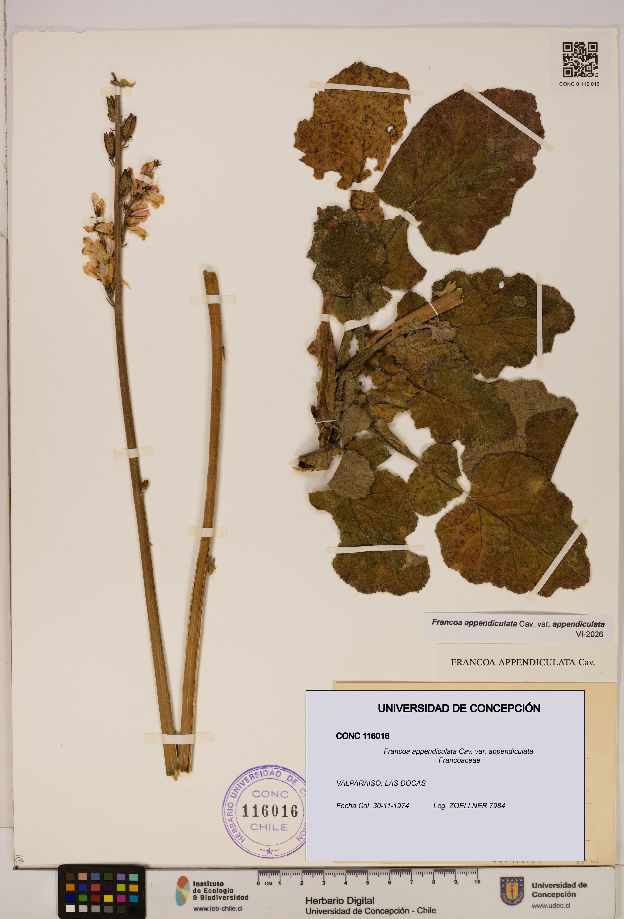 Francoa appendiculata [Espécimen: ]