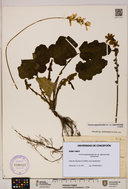 Francoa appendiculata [Espécimen: ]