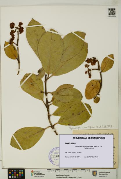 Hydrangea serratifolia [Espécimen: UDEC:CONC:0116019]