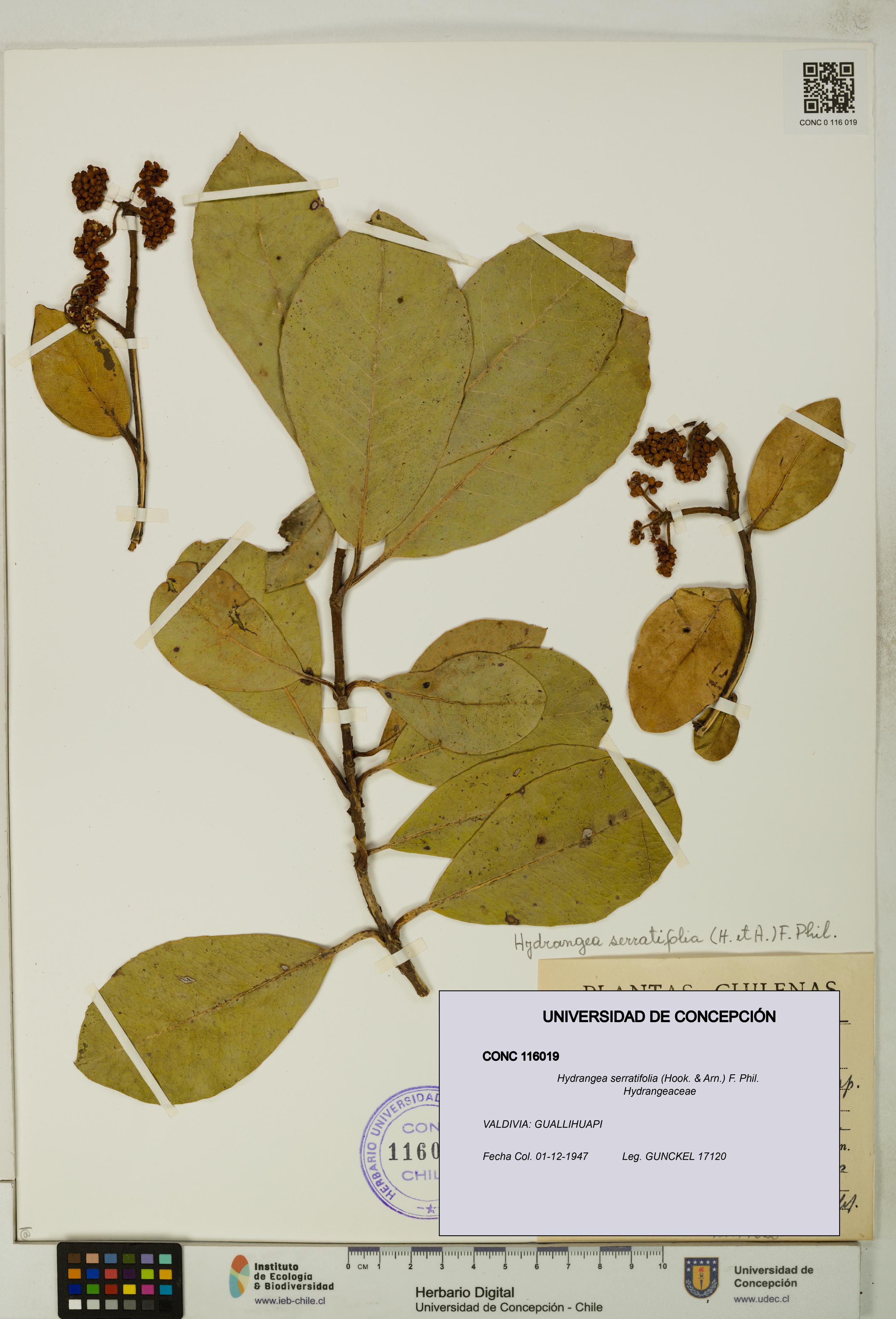 Hydrangea serratifolia [Espécimen: UDEC:CONC:0116019]