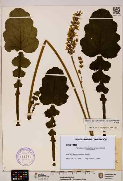 Francoa appendiculata [Espécimen: ]