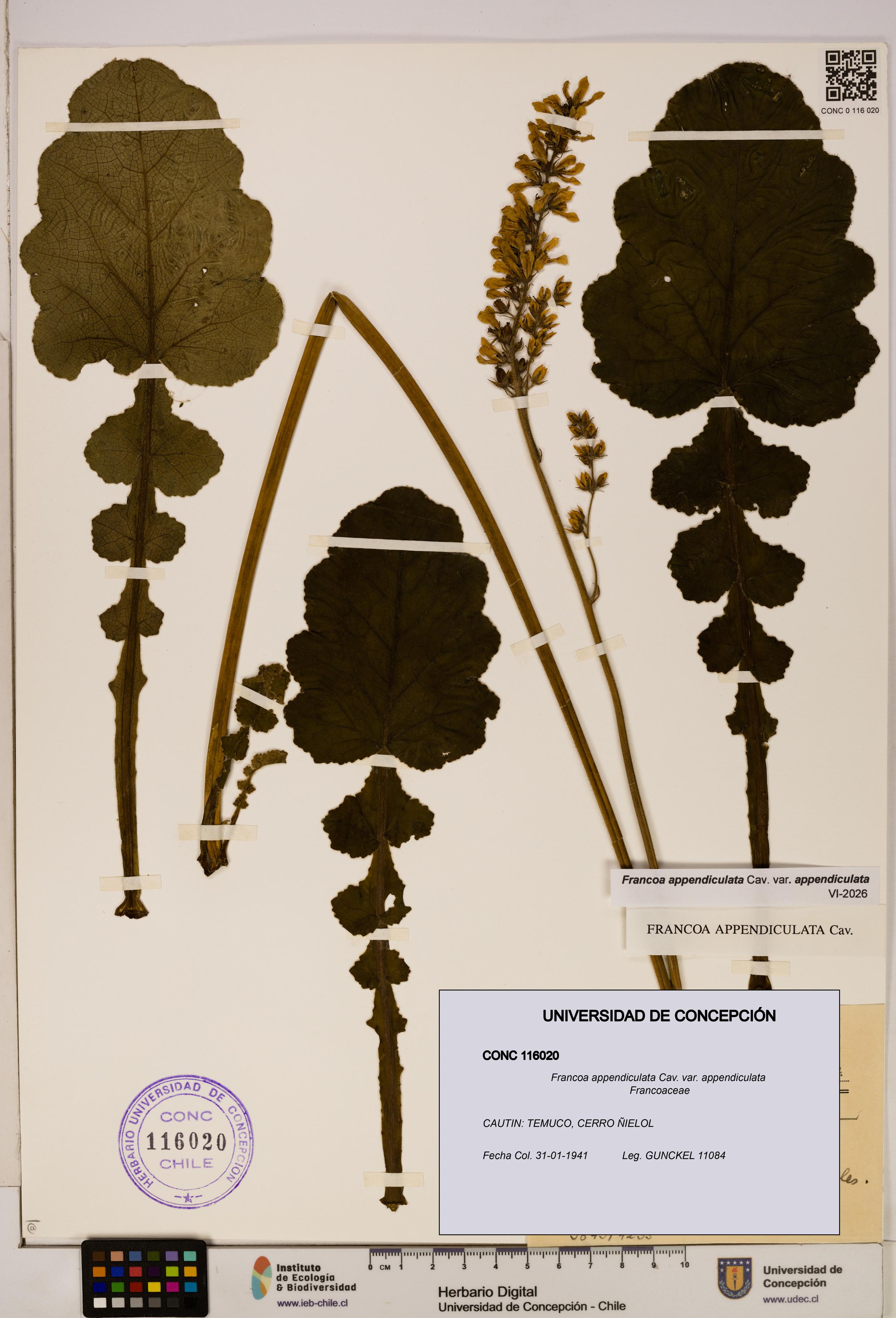Francoa appendiculata [Espécimen: ]