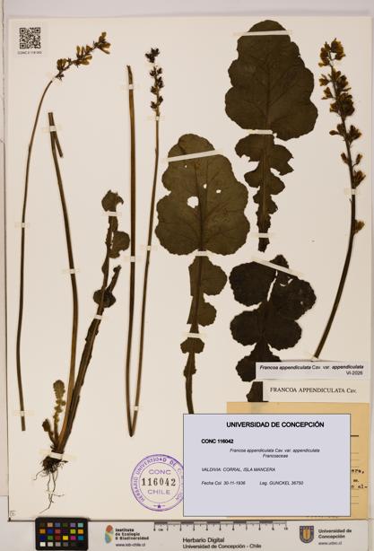 Francoa appendiculata [Espécimen: ]