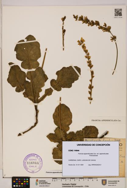 Francoa appendiculata [Espécimen: ]