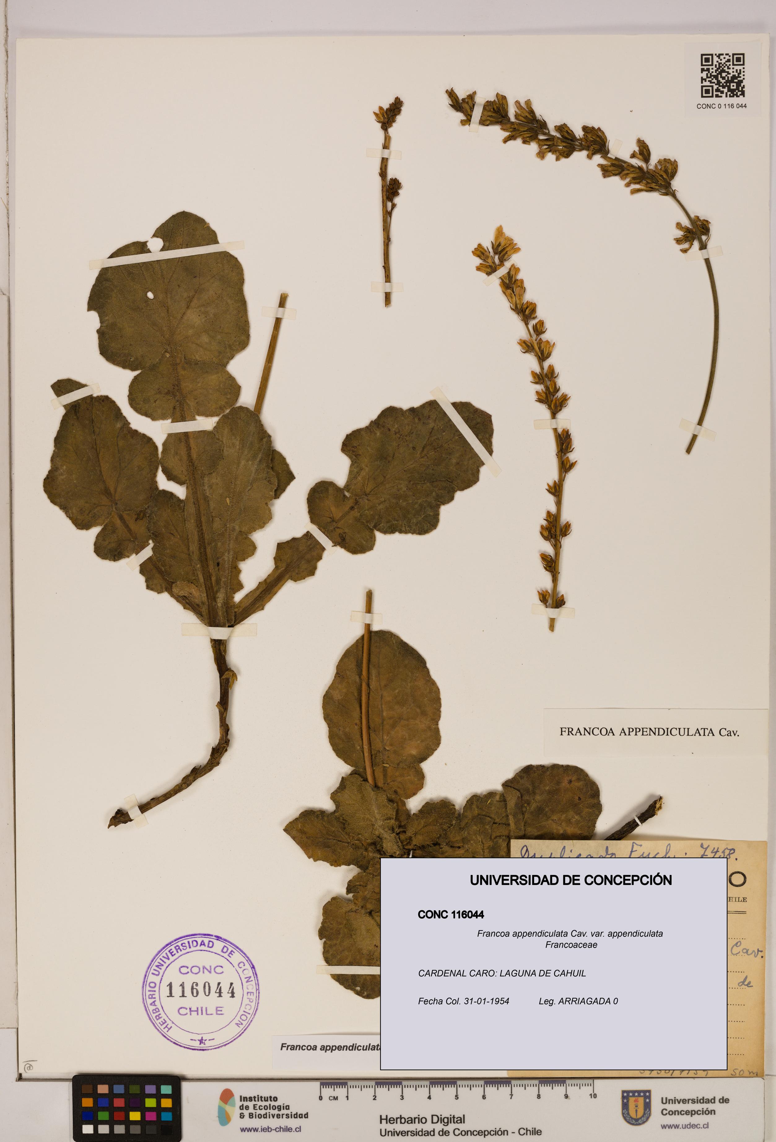 Francoa appendiculata [Espécimen: ]