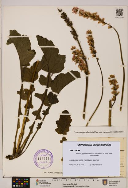 Francoa appendiculata [Espécimen: ]
