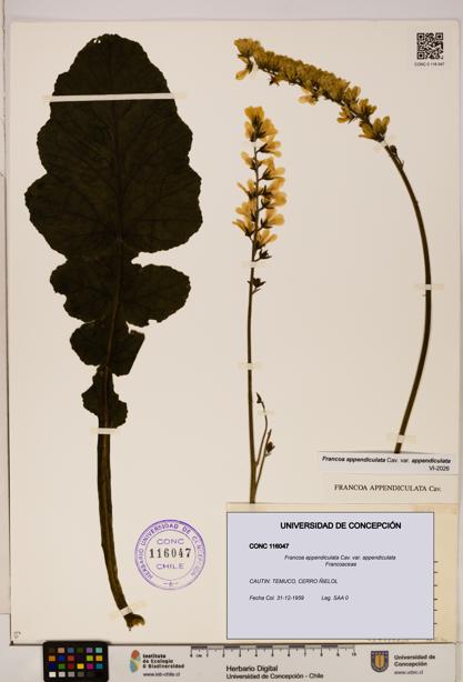 Francoa appendiculata [Espécimen: ]