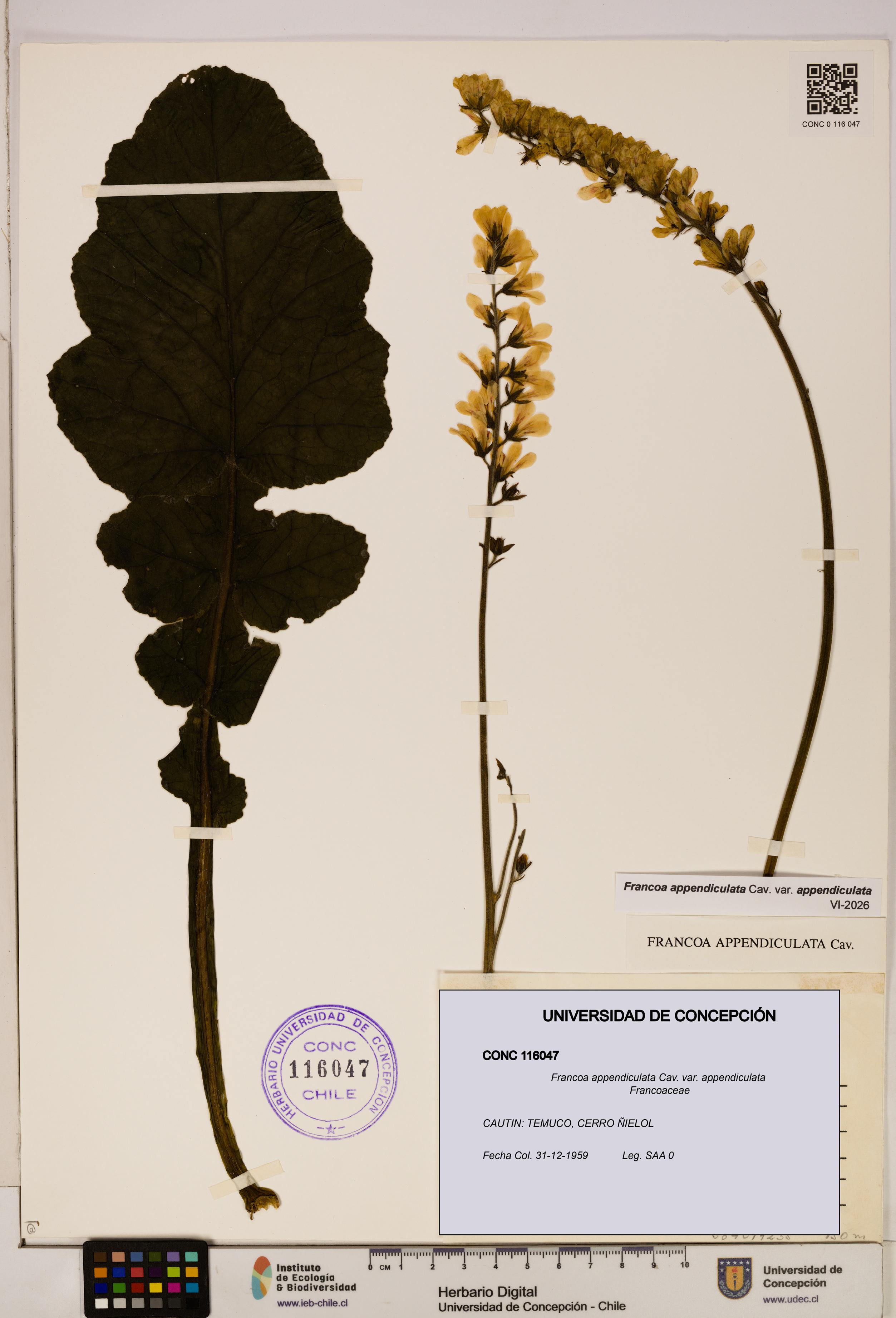 Francoa appendiculata [Espécimen: ]