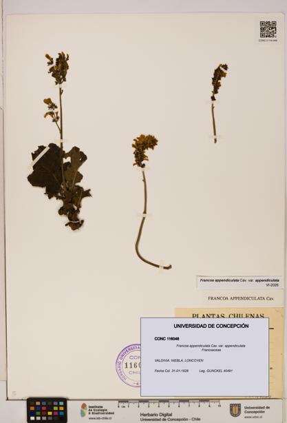 Francoa appendiculata [Espécimen: ]