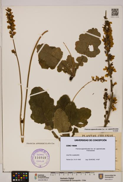 Francoa appendiculata [Espécimen: ]