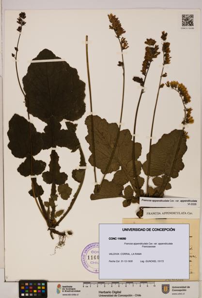 Francoa appendiculata [Espécimen: ]