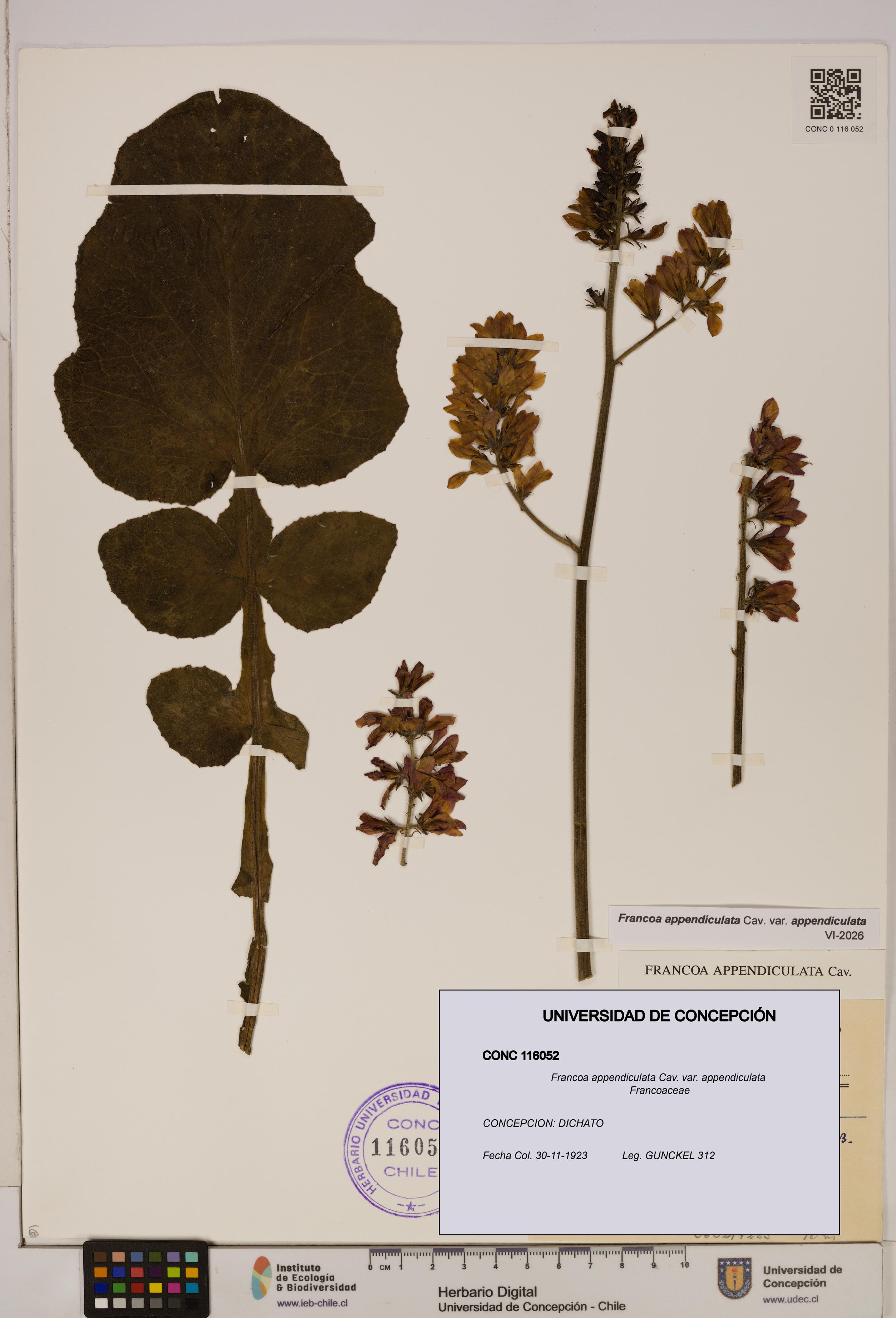 Francoa appendiculata [Espécimen: ]
