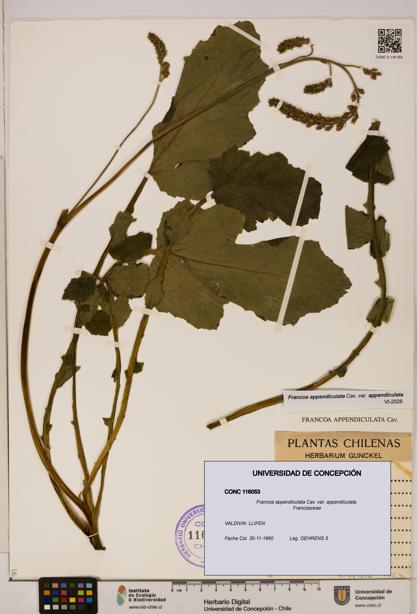 Francoa appendiculata [Espécimen: ]