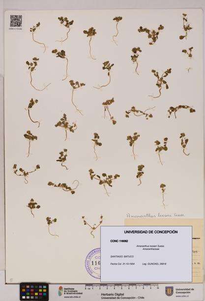 Amaranthus looseri [Espécimen: UDEC:CONC:0116062]