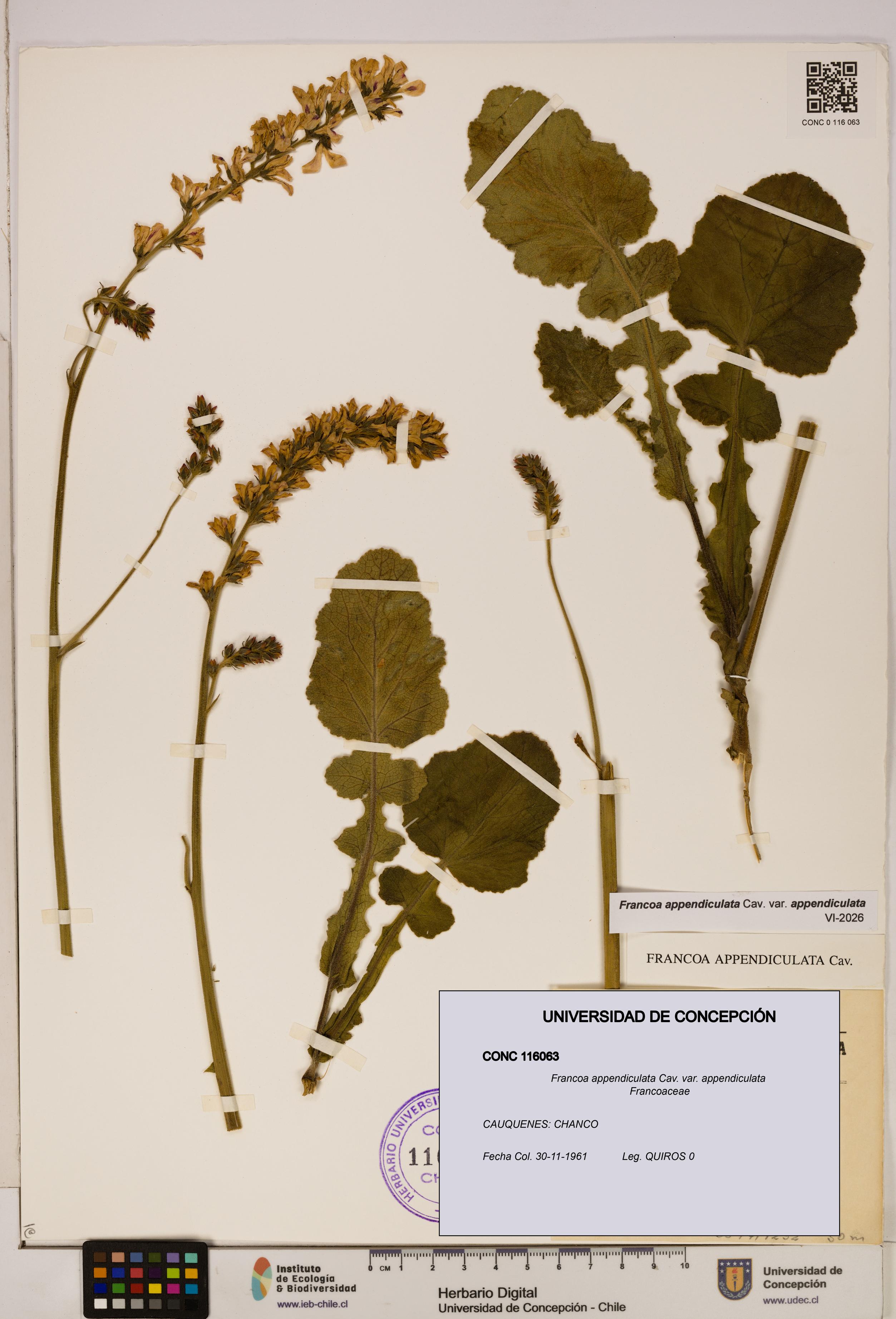 Francoa appendiculata [Espécimen: ]