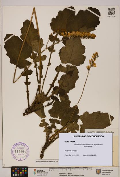 Francoa appendiculata [Espécimen: ]