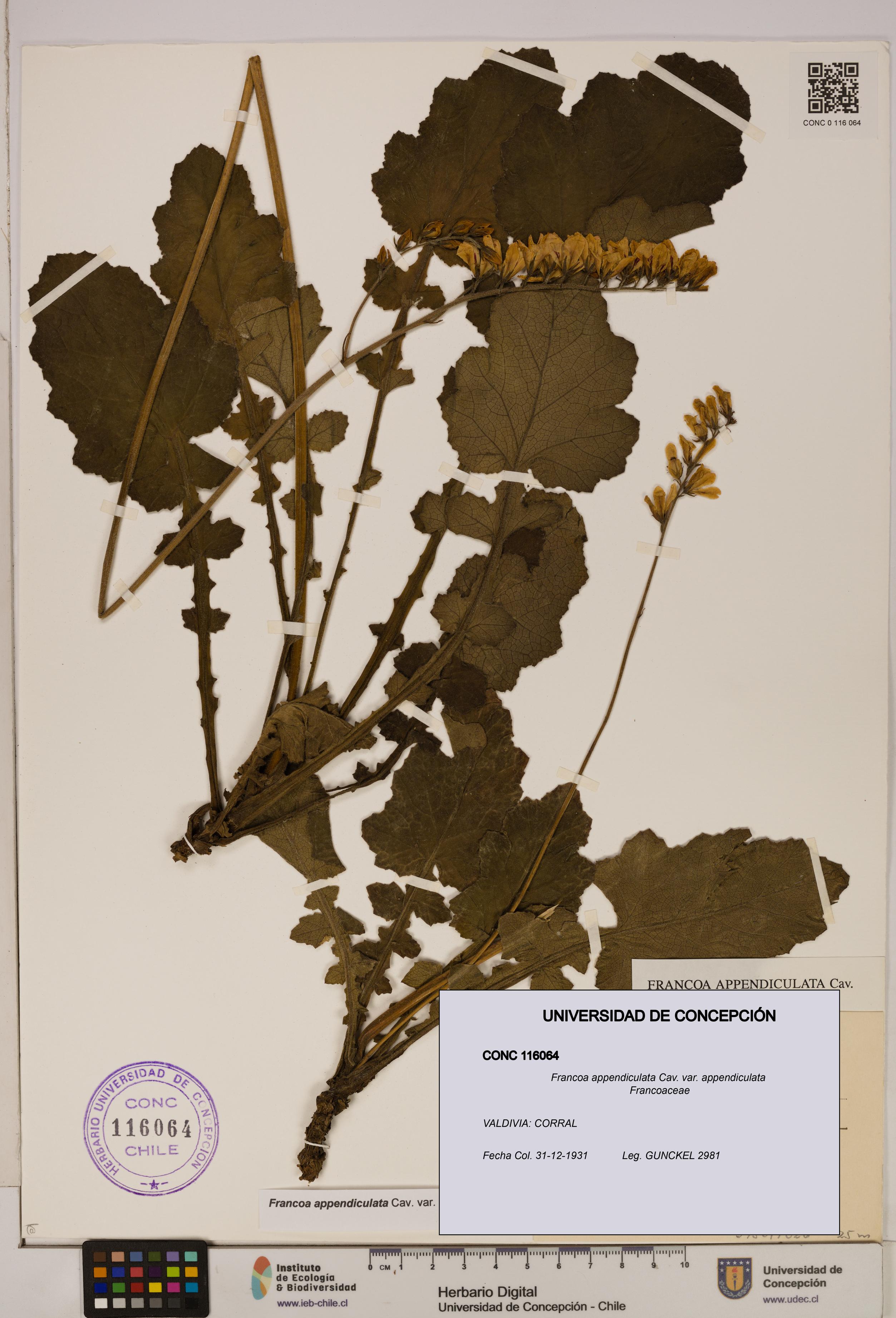 Francoa appendiculata [Espécimen: ]