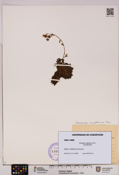 Saxifraga magellanica [Espécimen: UDEC:CONC:0116065]