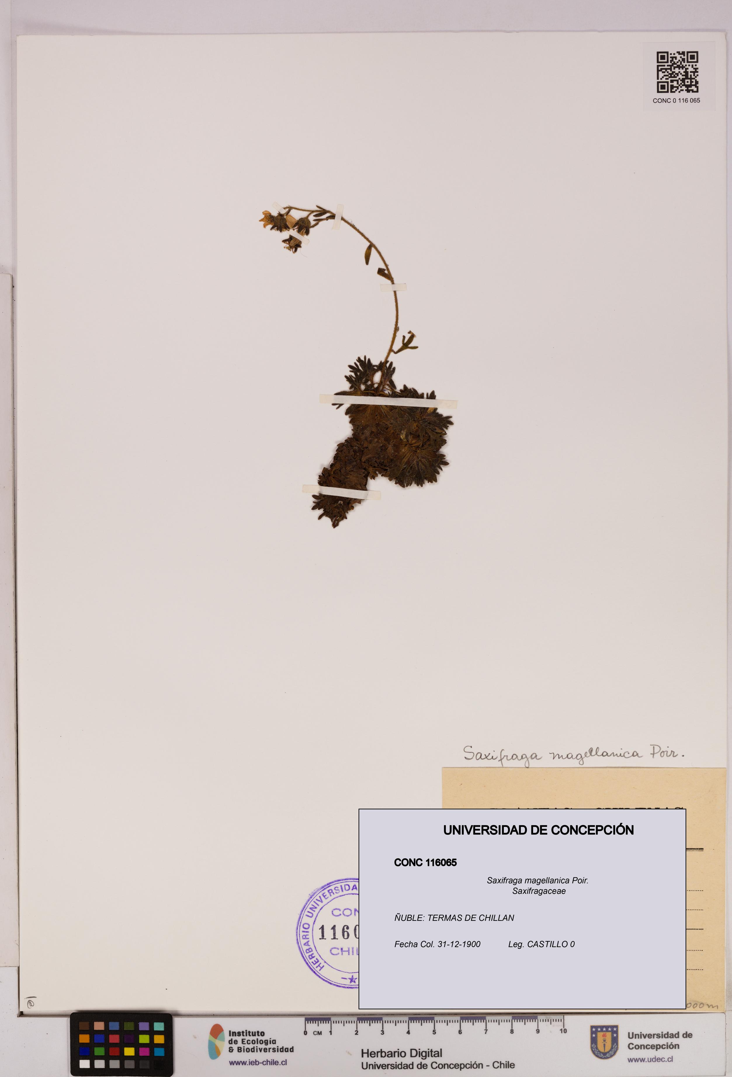 Saxifraga magellanica [Espécimen: UDEC:CONC:0116065]