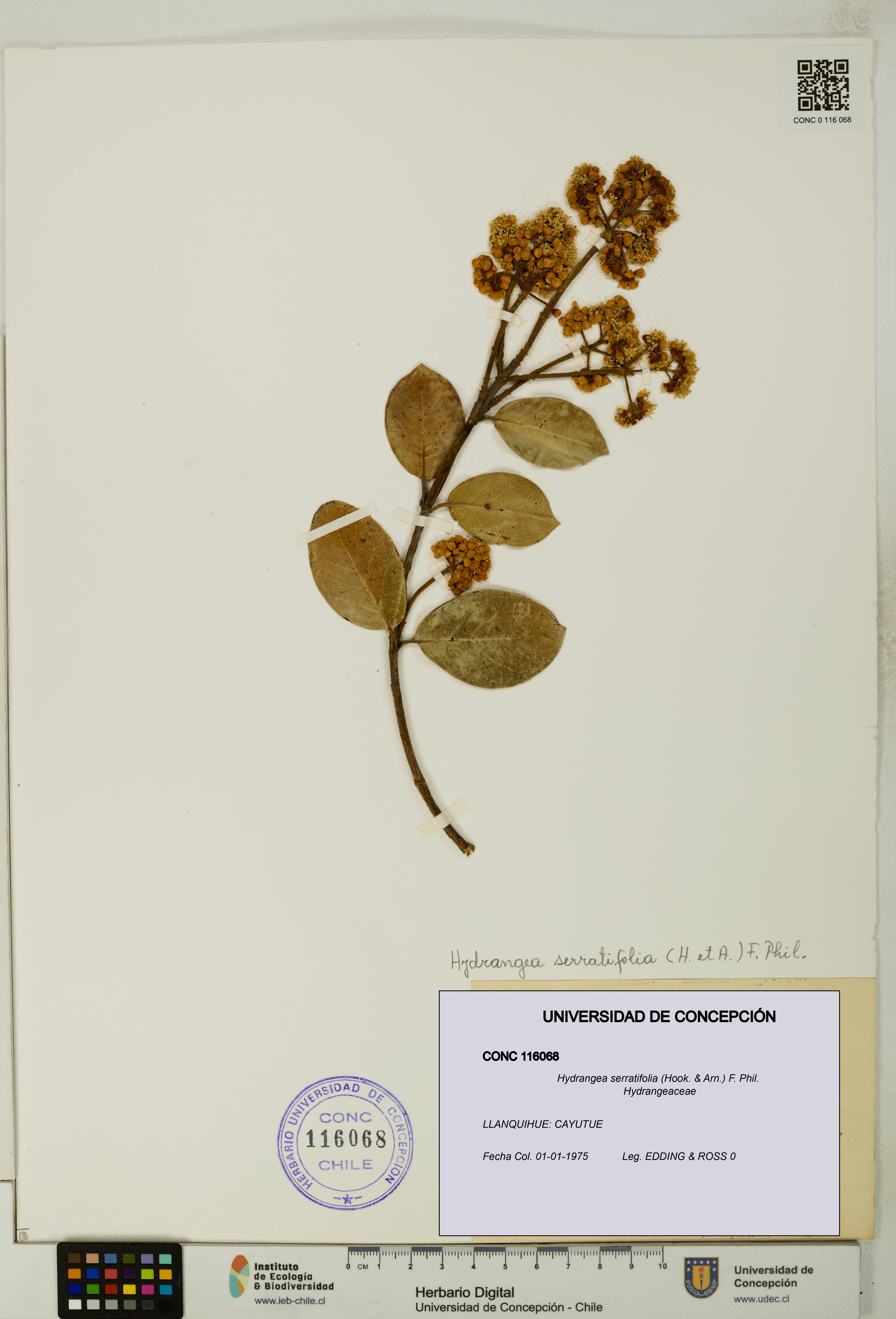 Hydrangea serratifolia [Espécimen: UDEC:CONC:0116068]