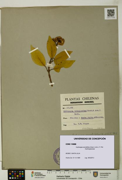 Hydrangea serratifolia [Espécimen: UDEC:CONC:0116069]