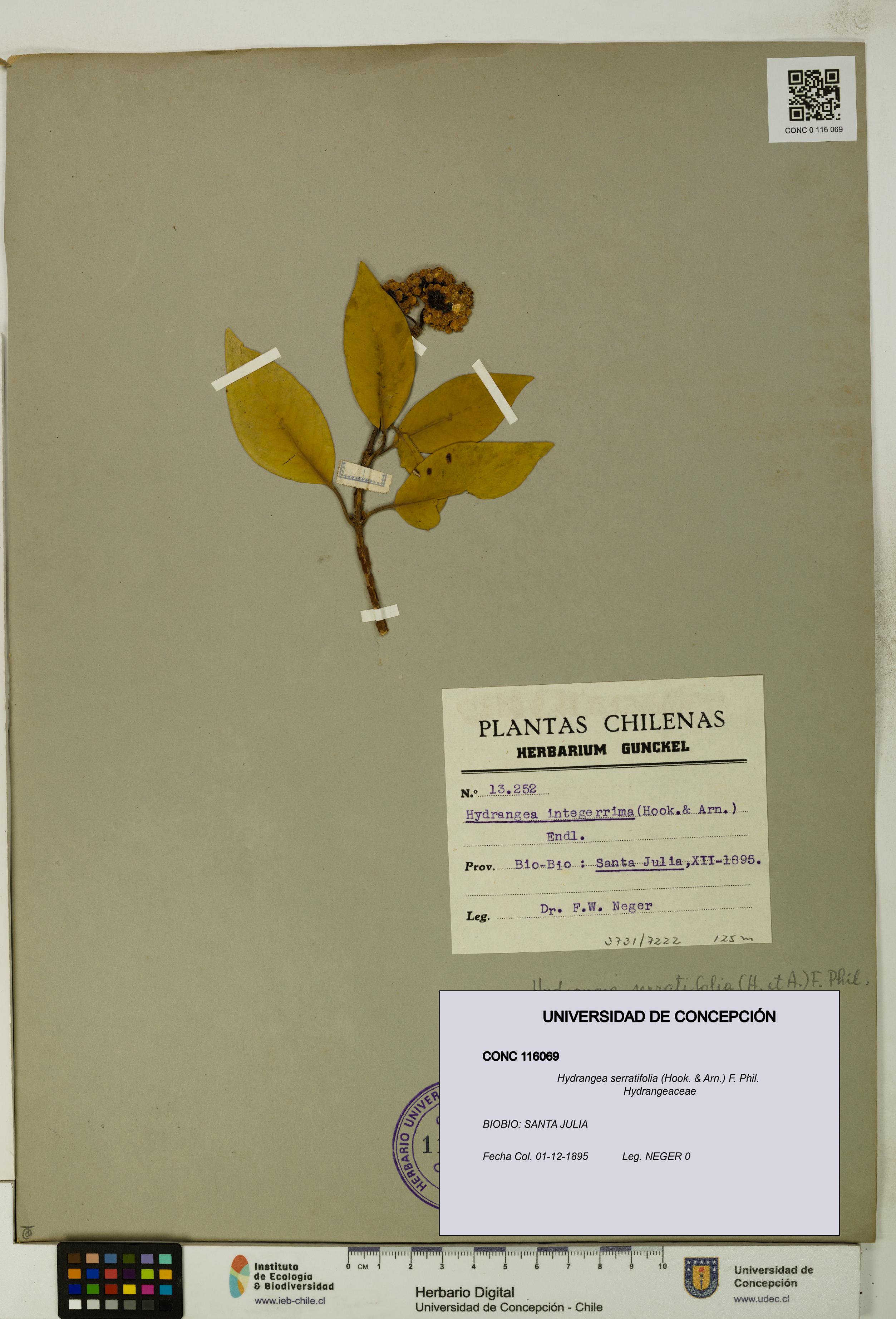 Hydrangea serratifolia [Espécimen: UDEC:CONC:0116069]