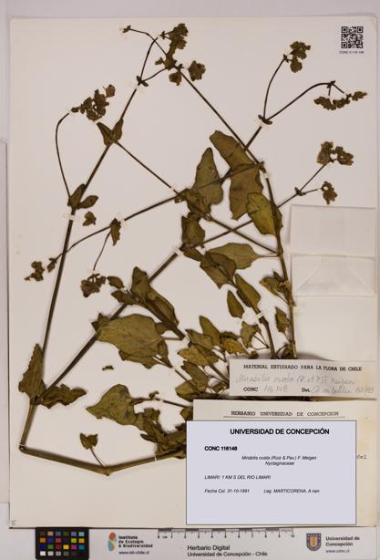 Mirabilis ovata [Espécimen: UDEC:CONC:0116148]