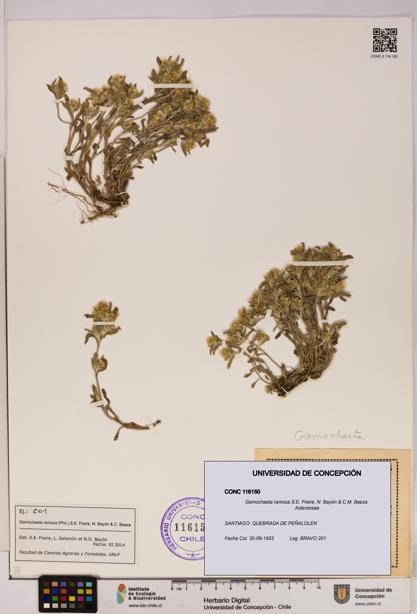 Gamochaeta ramosa [Espécimen: UDEC:CONC:0116150]