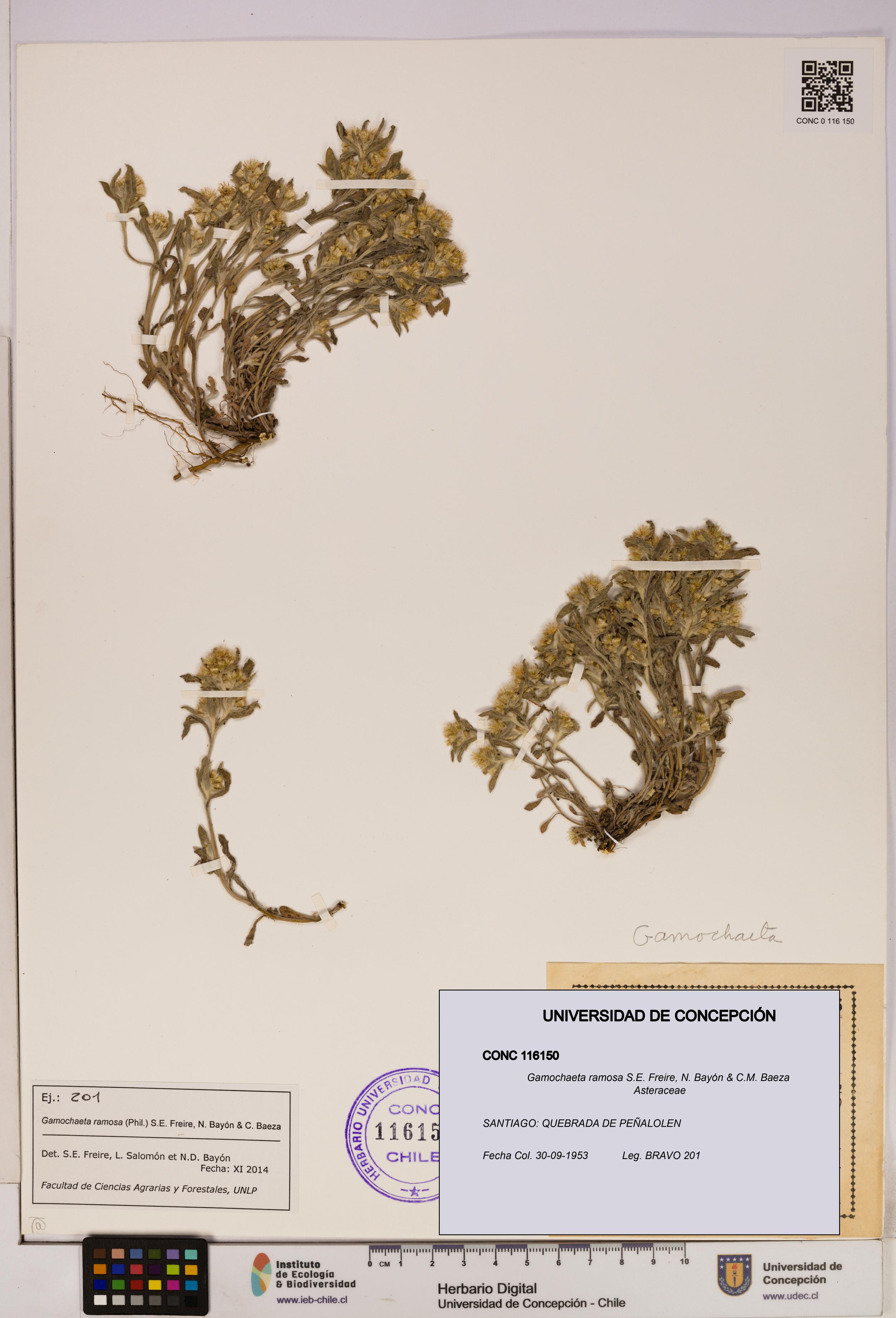 Gamochaeta ramosa [Espécimen: UDEC:CONC:0116150]