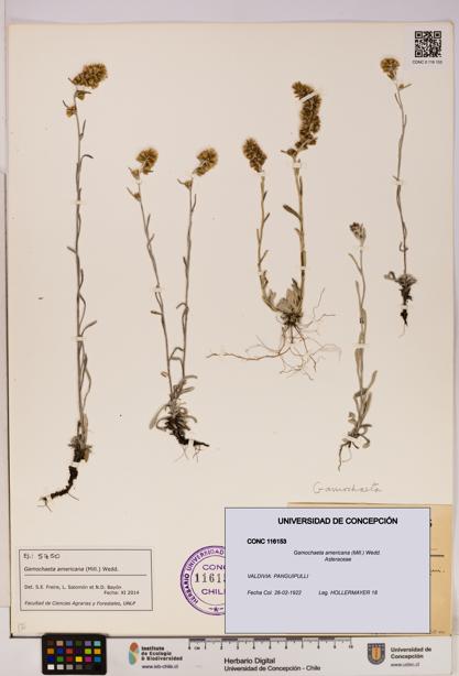 Gamochaeta americana [Espécimen: UDEC:CONC:0116153]