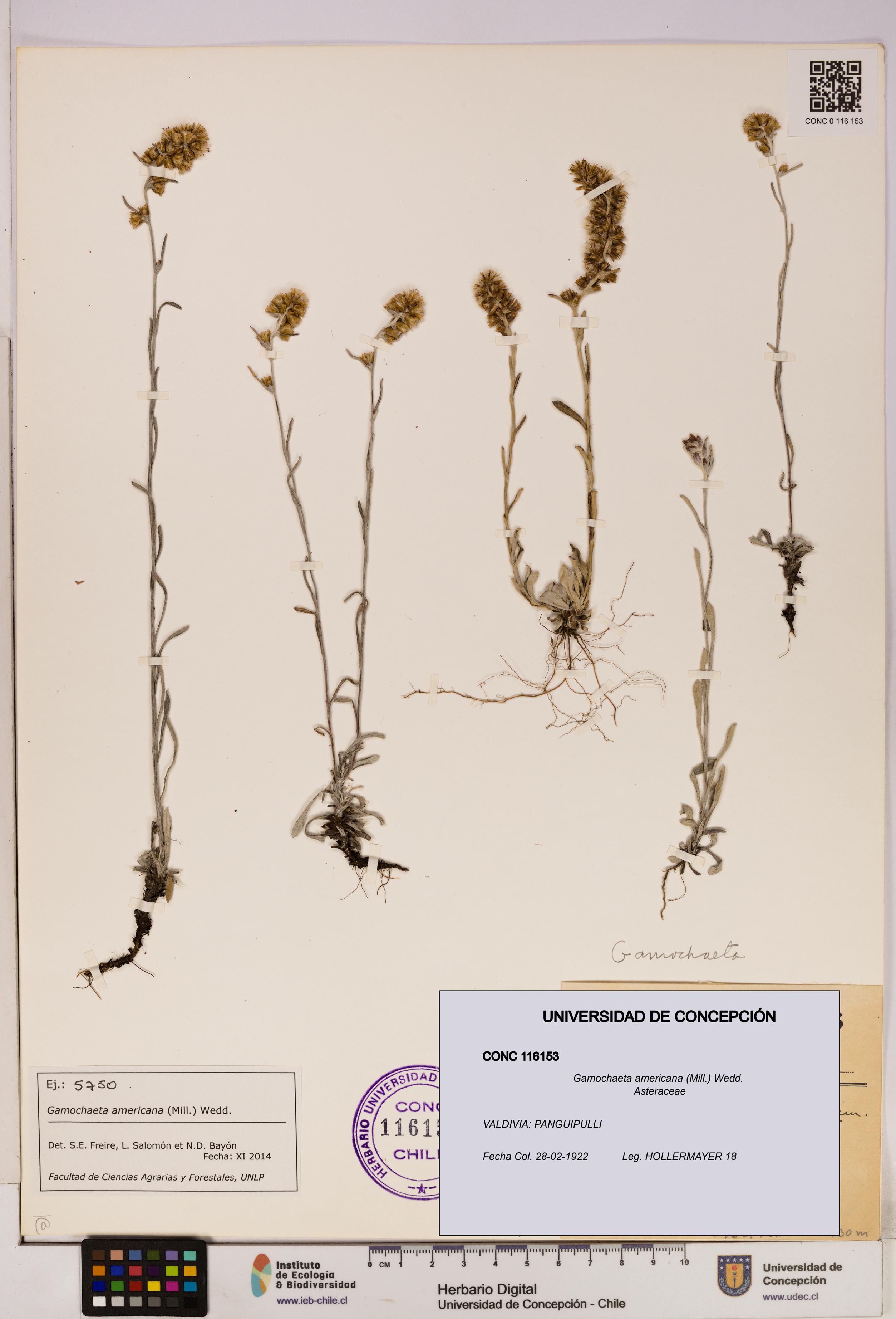 Gamochaeta americana [Espécimen: UDEC:CONC:0116153]
